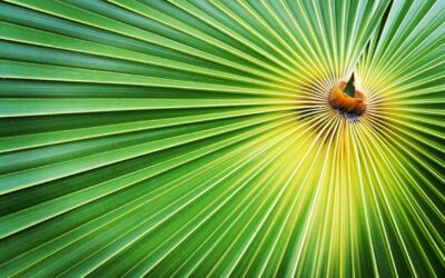 Premium Saw Palmetto for Men: Top Picks Over $40 in 2026