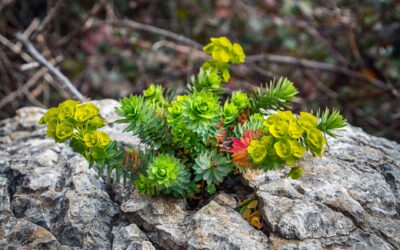 Best Rhodiola for Men Over 40: Top Picks for Stress and Energy in 2026
