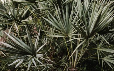Top Saw Palmetto Supplements for Men on a Budget in 2026