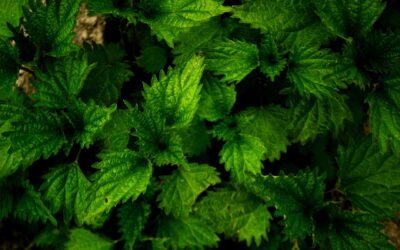 Top Premium Stinging Nettle for Men: Prostate Support in 2026