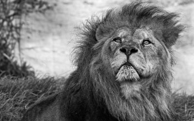 Lion’s Mane for Men Over 40: Brain Support in 2026