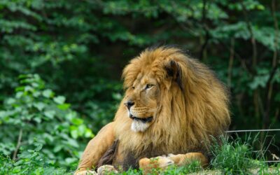 Lion’s Mane for Men Over Fifty: A 2026 Guide to Cognitive Support