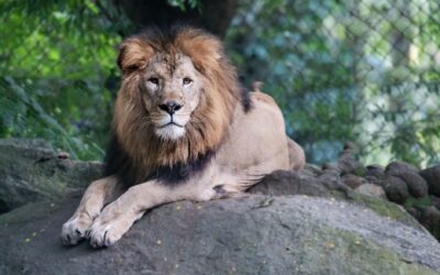 Best Lion’s Mane for Men: Premium Brain Supplements for Focus and Mental Clarity in 2026