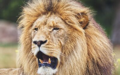 Top Lion’s Mane Supplements for Men Over 50: Focus & Clarity