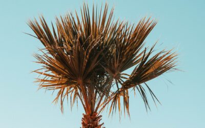 Top Saw Palmetto Picks for Men Over 50 in 2026