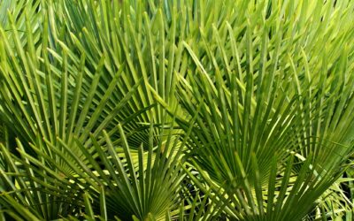 Best Saw Palmetto for Men Over 60: Top Prostate Supplements for 2026