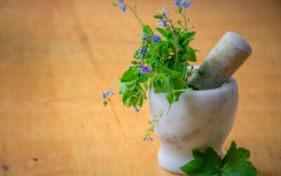 Top Herbs for Prostate Health in 2026: Natural Support Guide